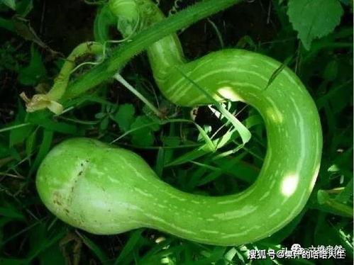 印度老太婆吃蛇瓜视频,惊险一幕引网友热议