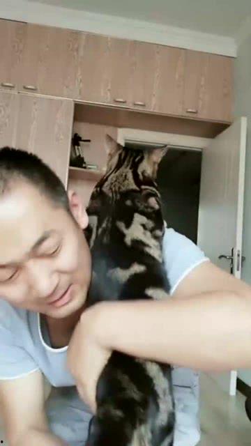 猫咪吃瓜视频无字幕版,喵星人与神秘瓜果的奇幻邂逅