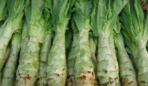 小莴苣叶子吃瓜视频,揭秘蔬菜界的“美食家”
