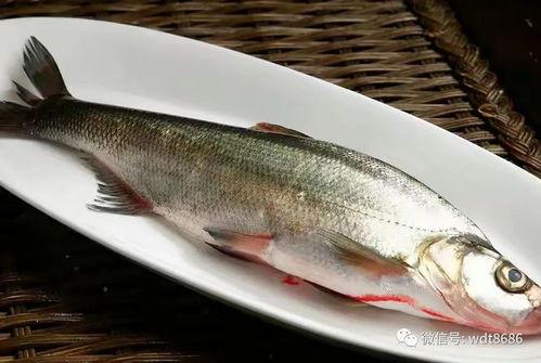 八瓜鱼视频吃播,一场视觉与味蕾的双重盛宴