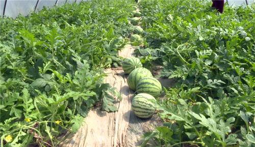 永康最近吃瓜事件视频最新