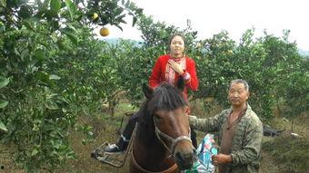 骑马吃瓜视频大全集,趣味横生短视频盛宴